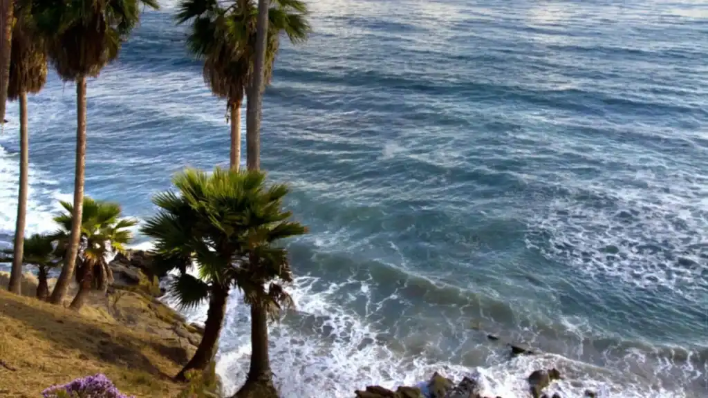 Scenic view of the ocean with palm trees along the shoreline in Orange County.